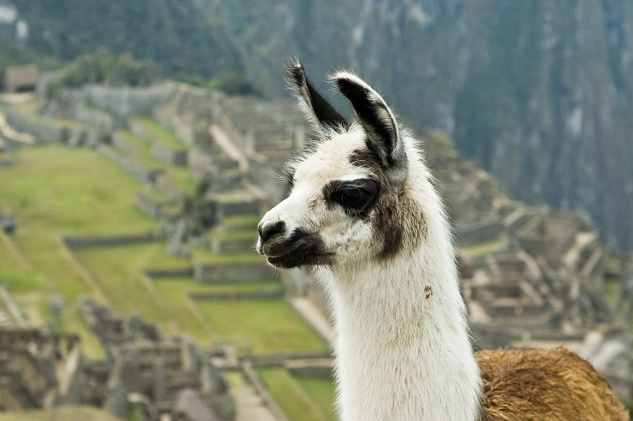 Una llama de pelaje blanco y café mirando de perfil, con los andenes de Machu Picchu al fondo.